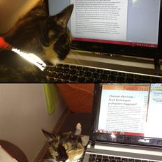 Blanding af racer Berta