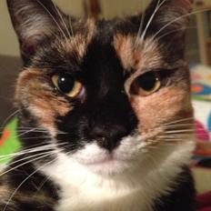 Blanding af racer Berta