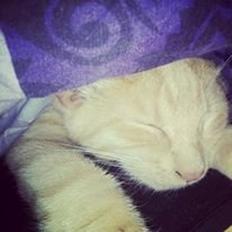 Blanding af racer Mickey