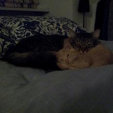 Blanding af racer Mickey