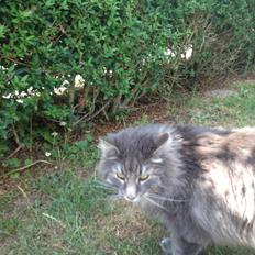 Norsk Skovkat DK Vejlevedel's Gucci