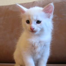 Maine Coon Sahara (SOLGT)