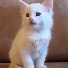 Maine Coon Sahara (SOLGT)