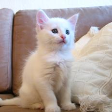 Maine Coon Sahara (SOLGT)