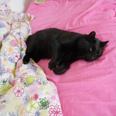 Blanding af racer Mille