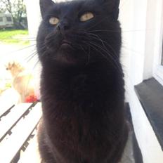 Blanding af racer Mille