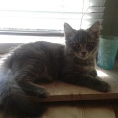 Blanding af racer Bimmer