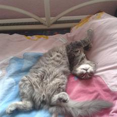 Blanding af racer Bimmer