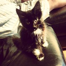 Blanding af racer Pjevs