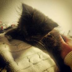 Blanding af racer Pjevs