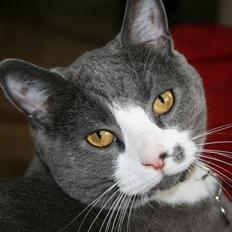British Shorthair Jasper