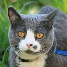 British Shorthair Jasper