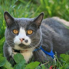 British Shorthair Jasper