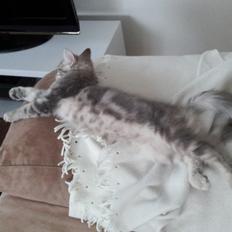 Blanding af racer Ayah