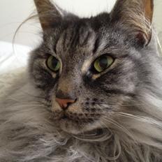 Norsk Skovkat Dimani's little princess