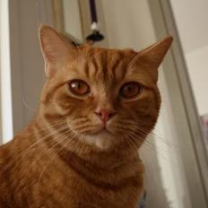 Blanding af racer Yuli