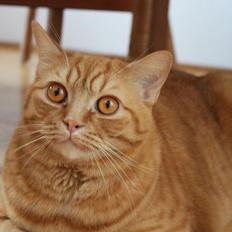 Blanding af racer Yuli