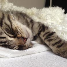 Blanding af racer Cosmo