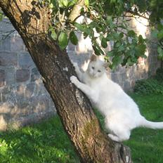 Huskat Tulle (Xarah)