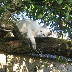 Huskat Tulle (Xarah)