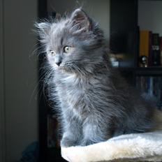 Blanding af racer Tito