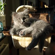 Blanding af racer Tito