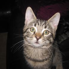 Blanding af racer Siska