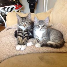 Blanding af racer Freja