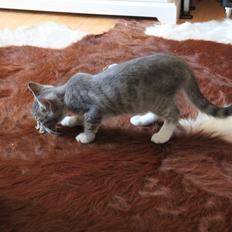 Blanding af racer Freja