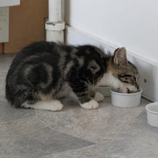 Blanding af racer Leffe