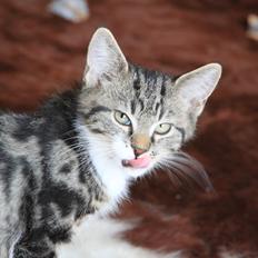 Blanding af racer Leffe