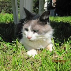 Blanding af racer Diablo