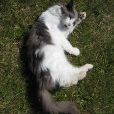 Blanding af racer Diablo