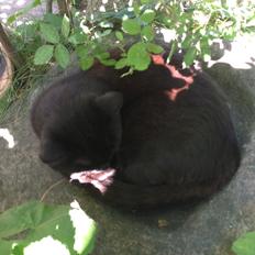 Blanding af racer Gunnar