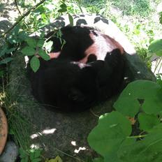 Blanding af racer Gunnar