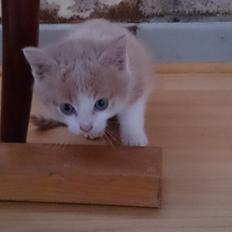 Blanding af racer Grisling (Blegfis)