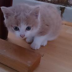 Blanding af racer Grisling (Blegfis)