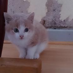 Blanding af racer Grisling (Blegfis)