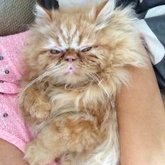 Perser Misty Brown's Lucky Luke aka' Garfield