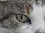 Huskat misser