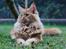 Maine Coon Leopold Firefox