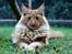 Maine Coon Leopold Firefox