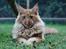 Maine Coon Leopold Firefox