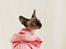 Sphynx Isabella *BABY*