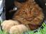 Maine Coon Leopold Firefox - Piraten Leo med ondt i øjet.
