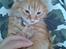 Blanding af racer Simba