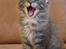 Maine Coon Nelson (SOLGT) - 7 uger - 05.09.2013