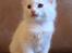Maine Coon Sahara (SOLGT) - 7 uger - 05.09.2013