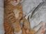 Huskat Kitkat (Mizz) R.I.P