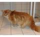 Maine Coon marcus